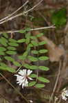 Carolina vetch